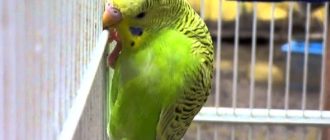 Чему можно научить волнистого попугая